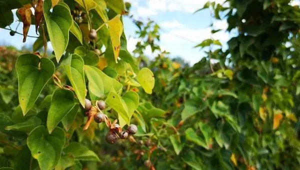 山药无土悬空种植技术，套管是关键