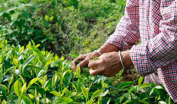 种茶时出现病害虫怎么处理？