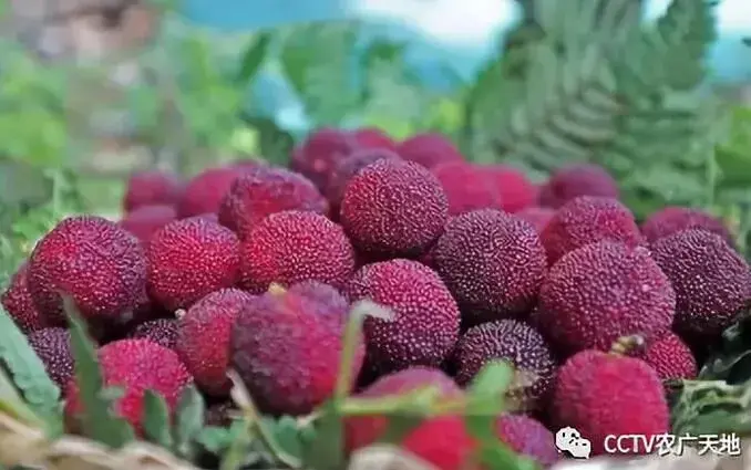 不怕雨的杨梅 换饲料的羊