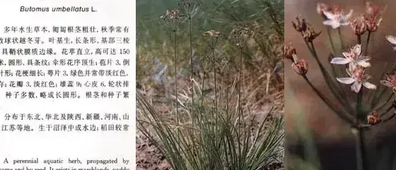 其他科杂草