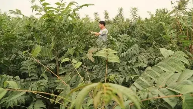 龚红印种香椿和向启明种花椒下狠手夺高产