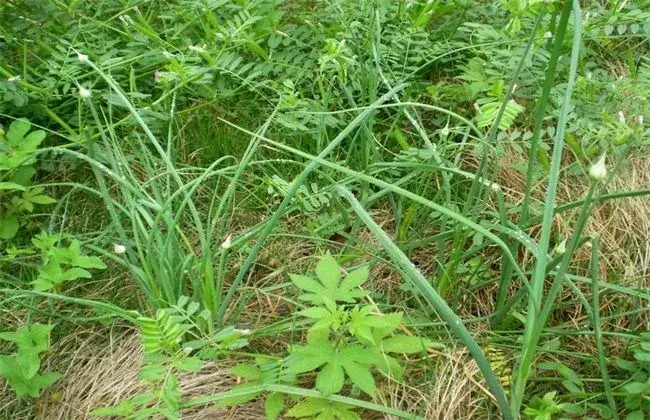 薤白如何种？薤白的栽培办法