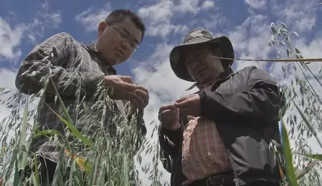 西藏燕麦草种植技术