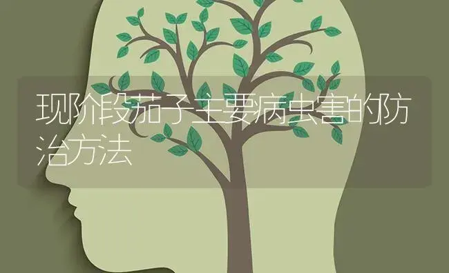 现阶段茄子主要病虫害的防治方法 | 蔬菜种植