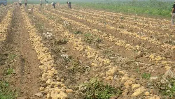 土豆种植技术与管理方法，适时追肥，积极防病虫害