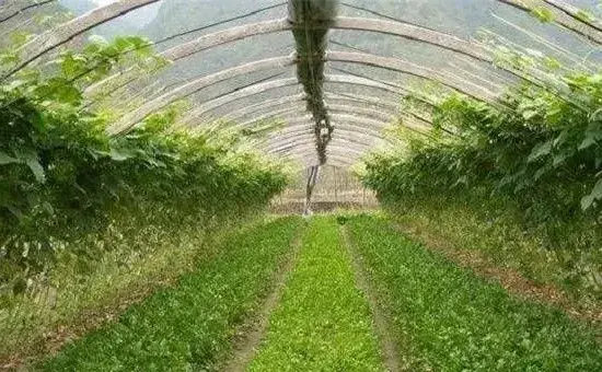 蔬菜种植过程中的常见施肥误区