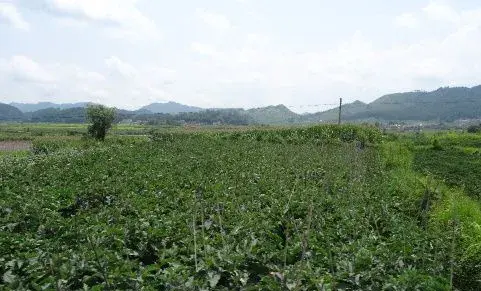 农村山区适合种植哪些中药材？有钱景的药材介绍