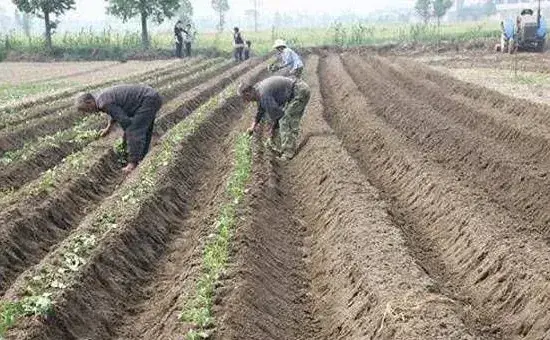 红薯种植苗期、控旺、病虫害管理汇总，想高产的赶紧了解！