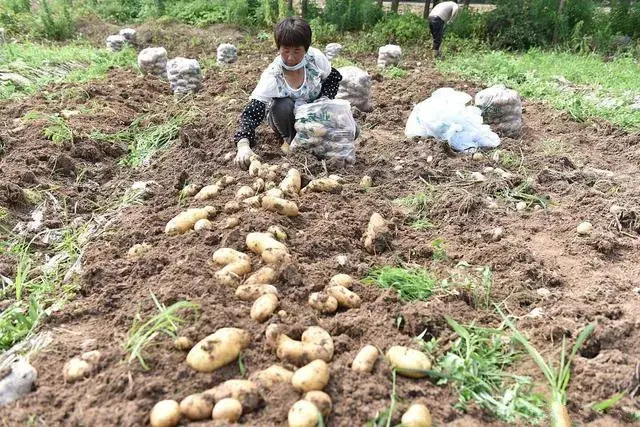 不管种植还是移栽蔬菜，这几种可别挨在一起，真的很难长好