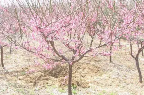 新移栽梅花冬天如何防寒防冻