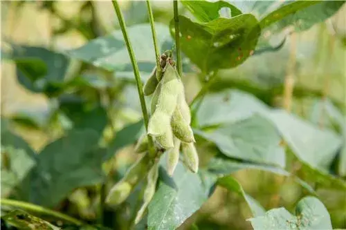 毛豆什么时候种好？2019年种植前景如何？