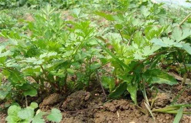 芹菜越冬种植管理技术