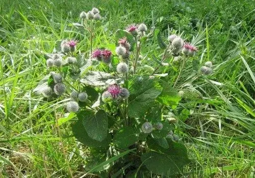 牛蒡是什么？种植方法是怎样的？