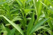 冬季塑料大棚空心菜栽培技术要点