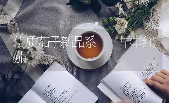 优质茄子新品系――早丰红茄 | 蔬菜种植