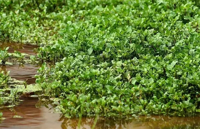 西洋菜种植技术