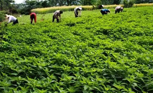 中药材遭遇暴雨洪涝后怎样补救？专家来支招