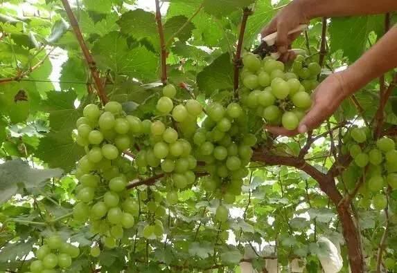 葡萄避雨种植技术病害少品质高