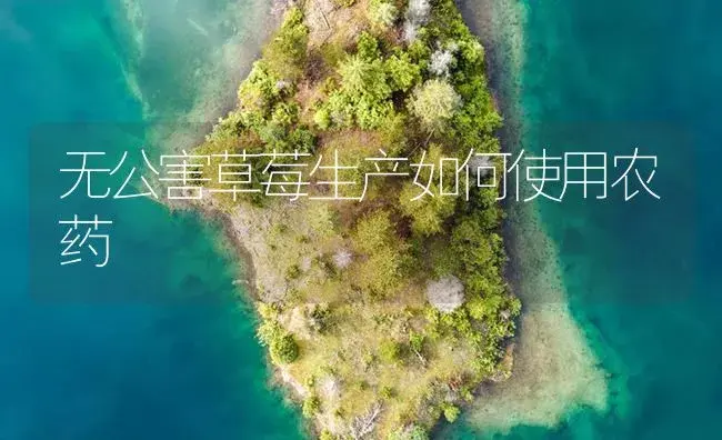 无公害草莓生产如何使用农药 | 植物病虫害