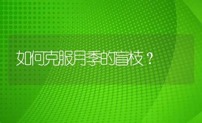 如何克服月季的盲枝？ | 植物病虫害