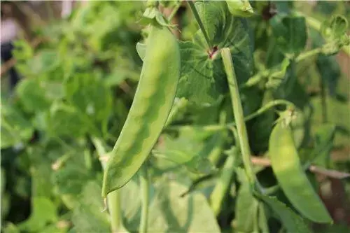 详解荷兰豆市场价格及种植技术！