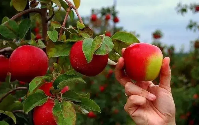 苹果免套袋生物免疫膜技术，果品好不愁销，每亩至少节省2000元！