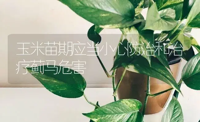 玉米苗期应当小心防治和治疗蓟马危害 | 蔬菜种植