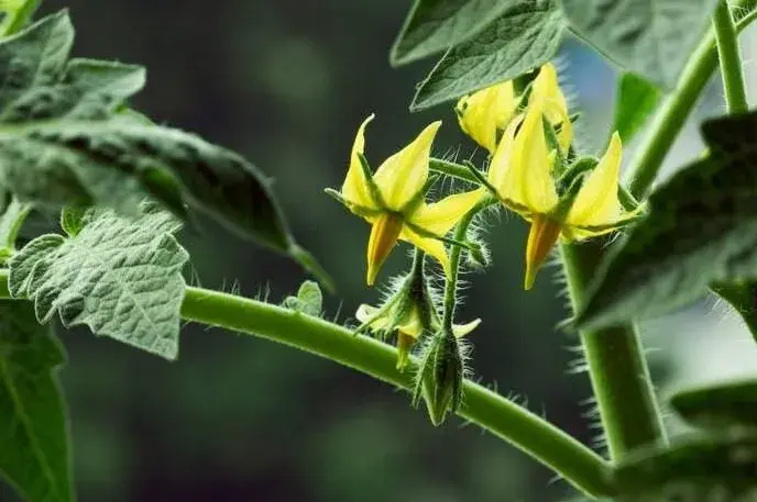 番茄点不住花怎么防治和治疗