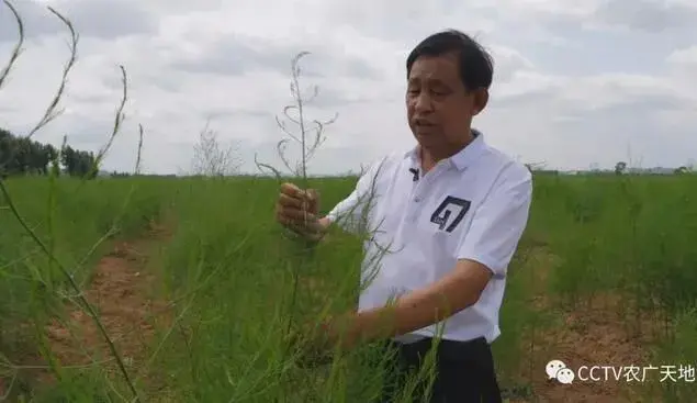 门外汉变异植能手 刘才种芦笋带来千万财富