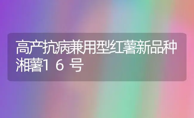 高产抗病兼用型红薯新品种湘薯16号 | 植物病虫害