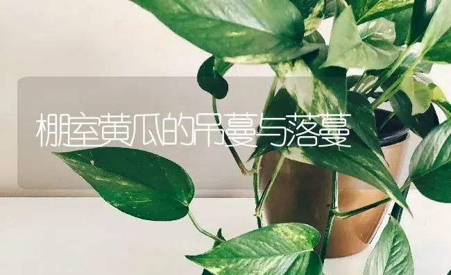 棚室黄瓜的吊蔓与落蔓 | 蔬菜种植