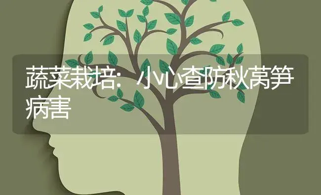 蔬菜栽培:小心查防秋莴笋病害 | 蔬菜种植