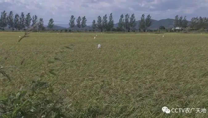 黑土地上稻米香，尚志费影亮栽培绿色水稻收益高！