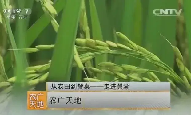 巢湖水稻栽培及巢湖白米虾的养殖加工技术