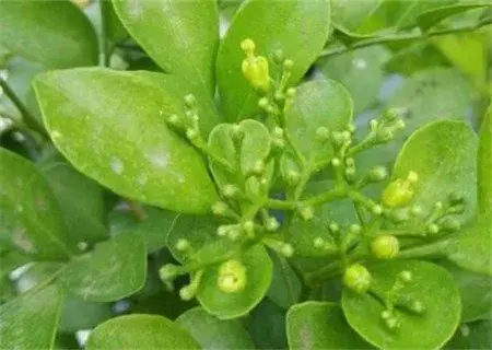 九里香（又名千里香）什么时候开花？有毒吗？和七里香有什么差别？