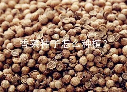 香菜种子怎么种植？掌握这3个小技巧7天就能出苗！