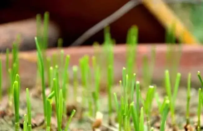 空心菜怎样繁育