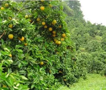 柑橘果园生草种植技术解决锄草难题。