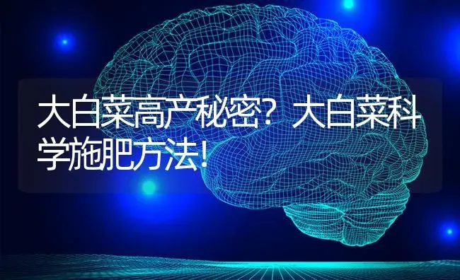 大白菜高产秘密？大白菜科学施肥方法！ | 蔬菜种植