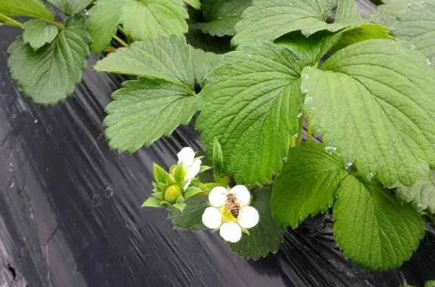 棚室草莓花期如何授粉