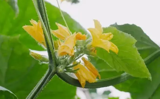 黄瓜疏果下狠手