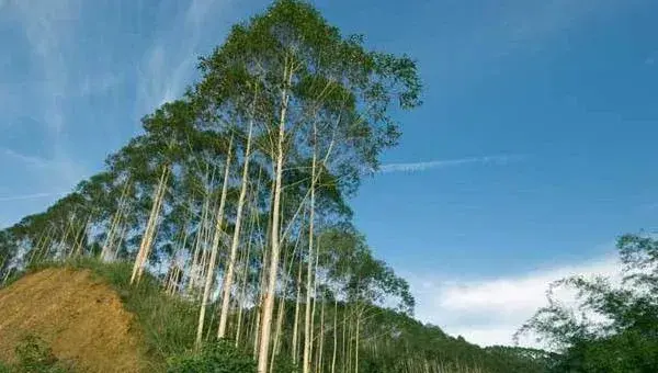 桉树种植技术 桉树专用肥有哪些