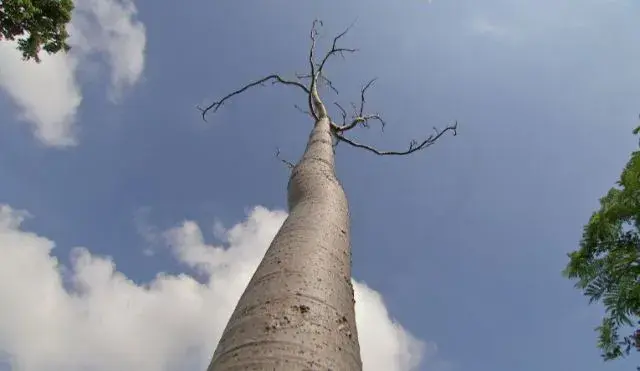 辣木栽培想高产修剪有高招