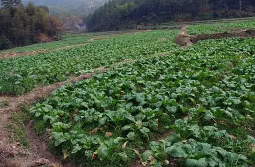 盘菜栽培办法_盘菜种植需要哪些技术