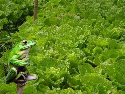 白菜原产地在中国北方　日本也有白菜产地