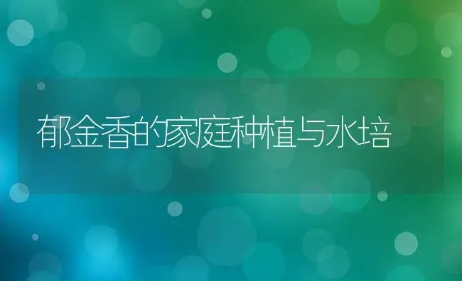 北方温室蝴蝶兰根腐病如何防治 -花卉苗木养护管理 | 植物病虫害