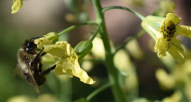 平民蔬菜黄瓜花可以吃吗？有什么功效和作用？怎么吃？怎么区分雌雄？