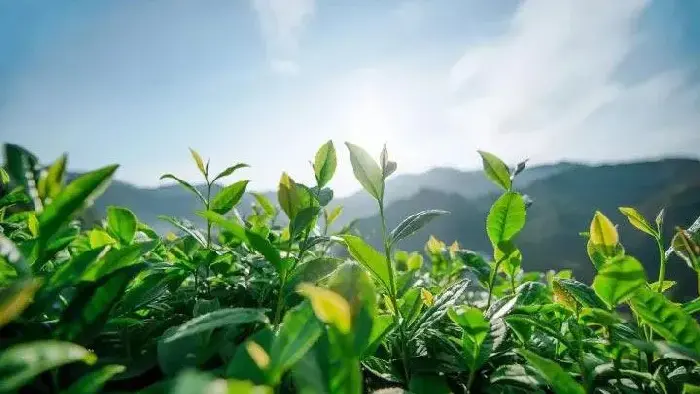 贵州晴隆绿茶栽培和肉羊养殖探秘