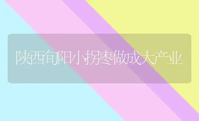 陕西旬阳小拐枣做成大产业 | 蔬菜种植