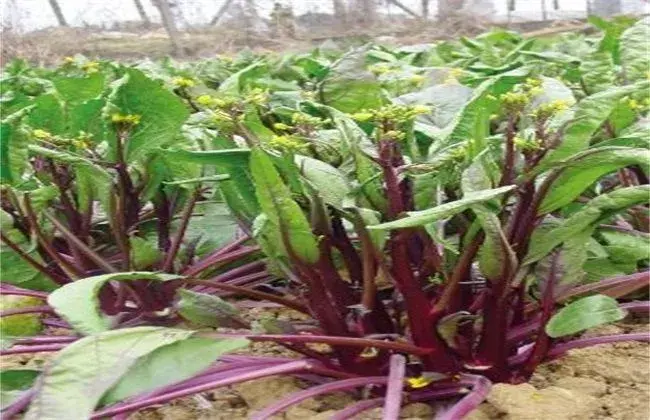 紫菜薹栽培技术